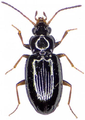 Réf. 194 046 : Tachyura sexstriata